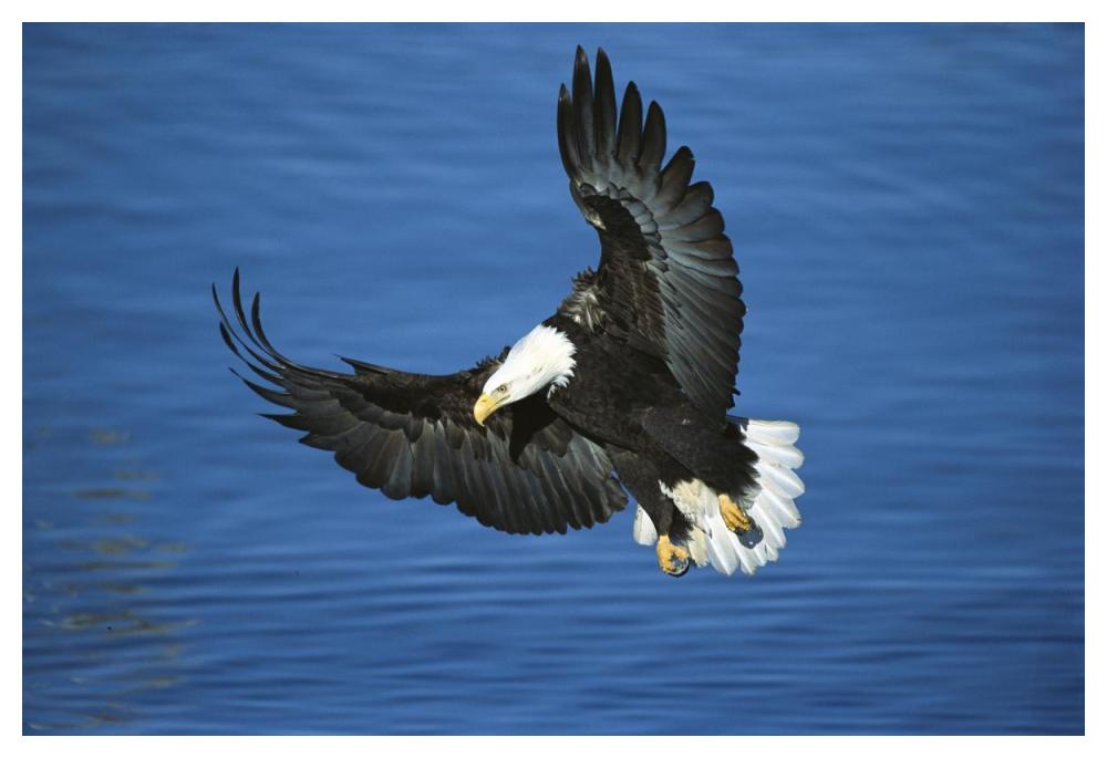 Bald Eagle flying over water, Kenai Peninsula, Alaska-Paper Art-50"x34"