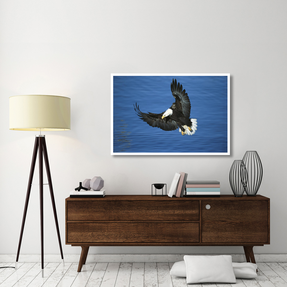 Bald Eagle flying over water, Kenai Peninsula, Alaska-Paper Art-50&quotx34"