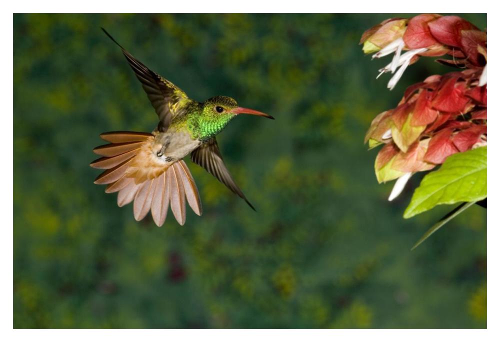Rufous-tailed Hummingbird feeding at flower, Costa Rica-Paper Art-20"x14"