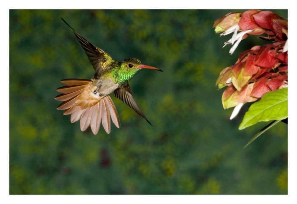 Rufous-tailed Hummingbird feeding at flower, Costa Rica-Paper Art-32"x22"