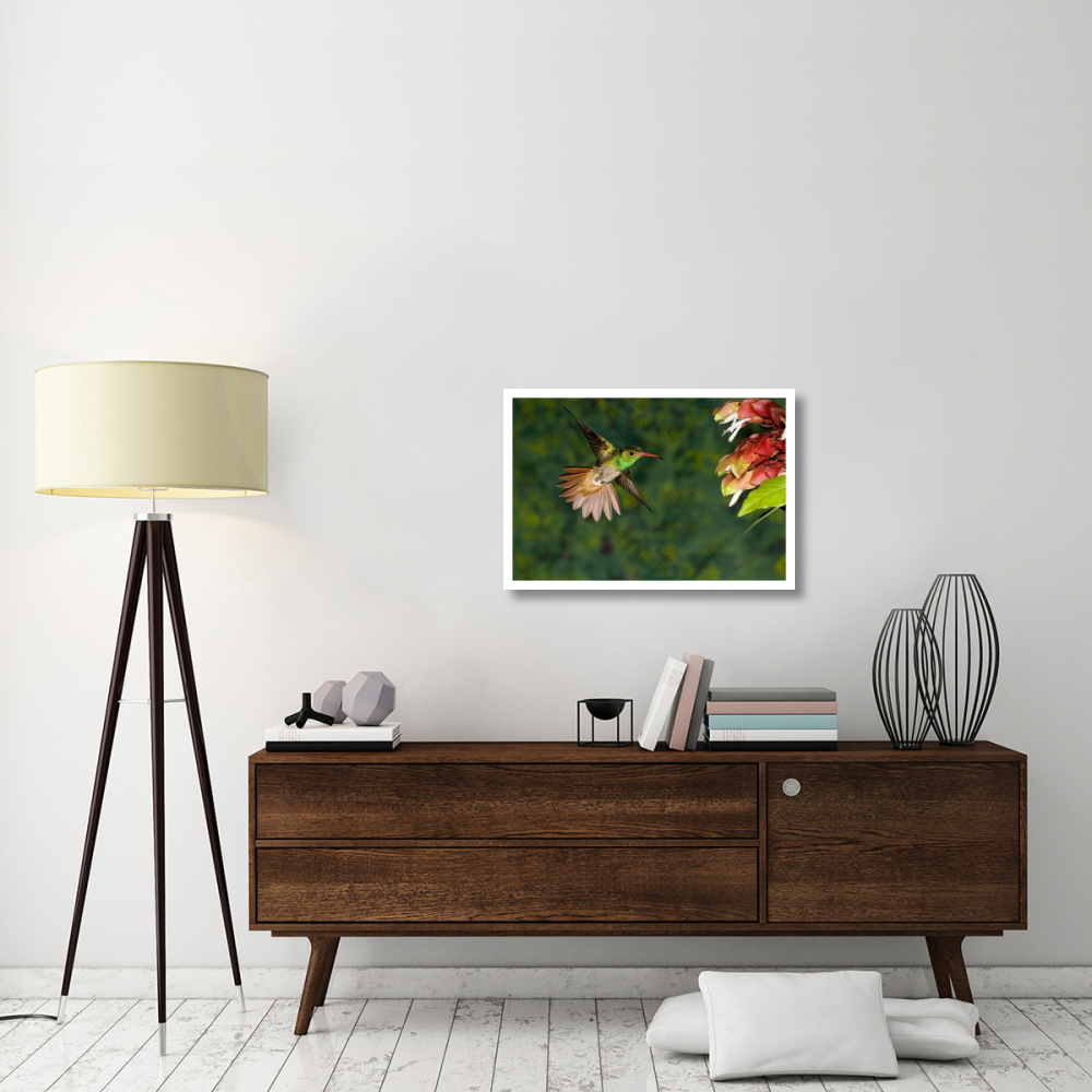 Rufous-tailed Hummingbird feeding at flower, Costa Rica-Paper Art-32&quotx22"