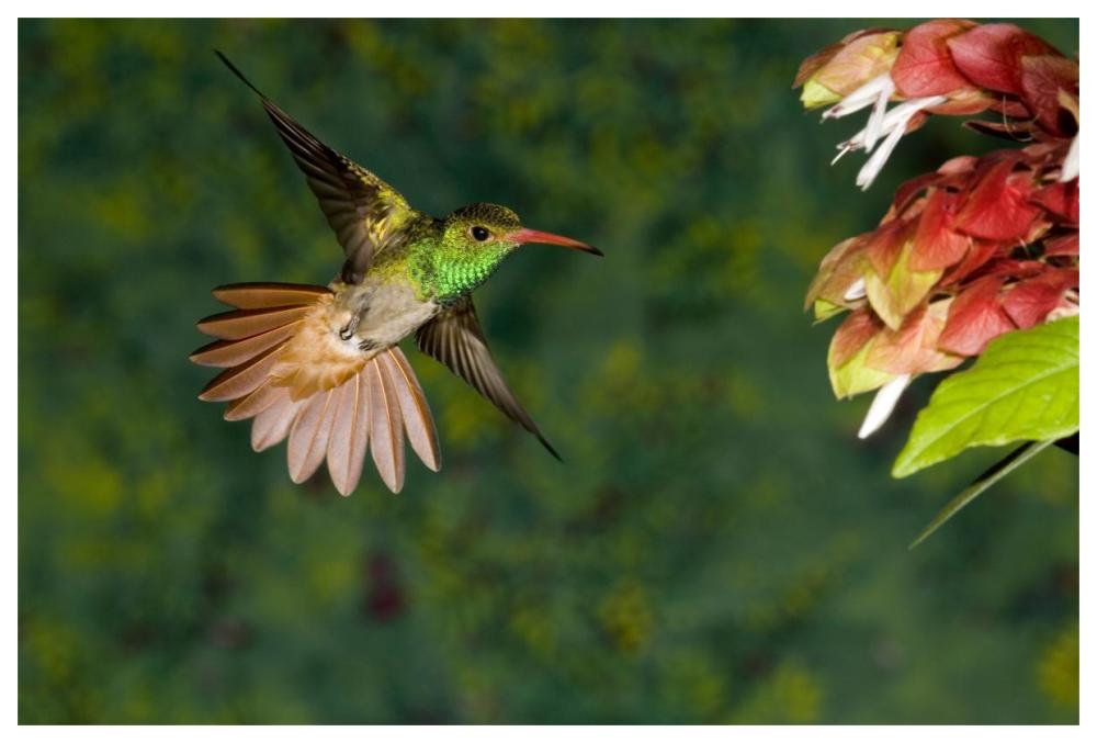 Rufous-tailed Hummingbird feeding at flower, Costa Rica-Paper Art-62"x42"
