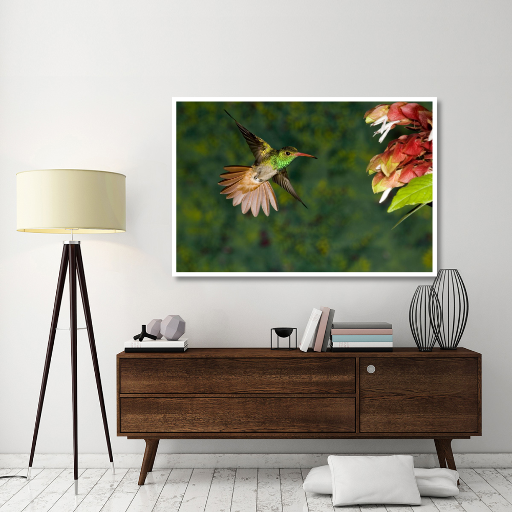 Rufous-tailed Hummingbird feeding at flower, Costa Rica-Paper Art-62&quotx42"