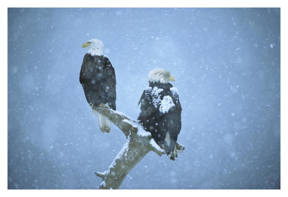 Bald Eagles perched on snag in snow, Kenai Peninsula, Alaska-Paper Art-20"x14"