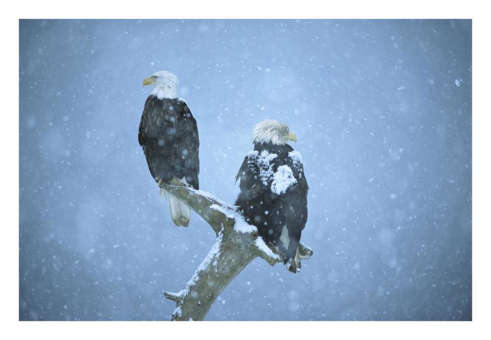 Bald Eagles perched on snag in snow, Kenai Peninsula, Alaska-Paper Art-26"x18"