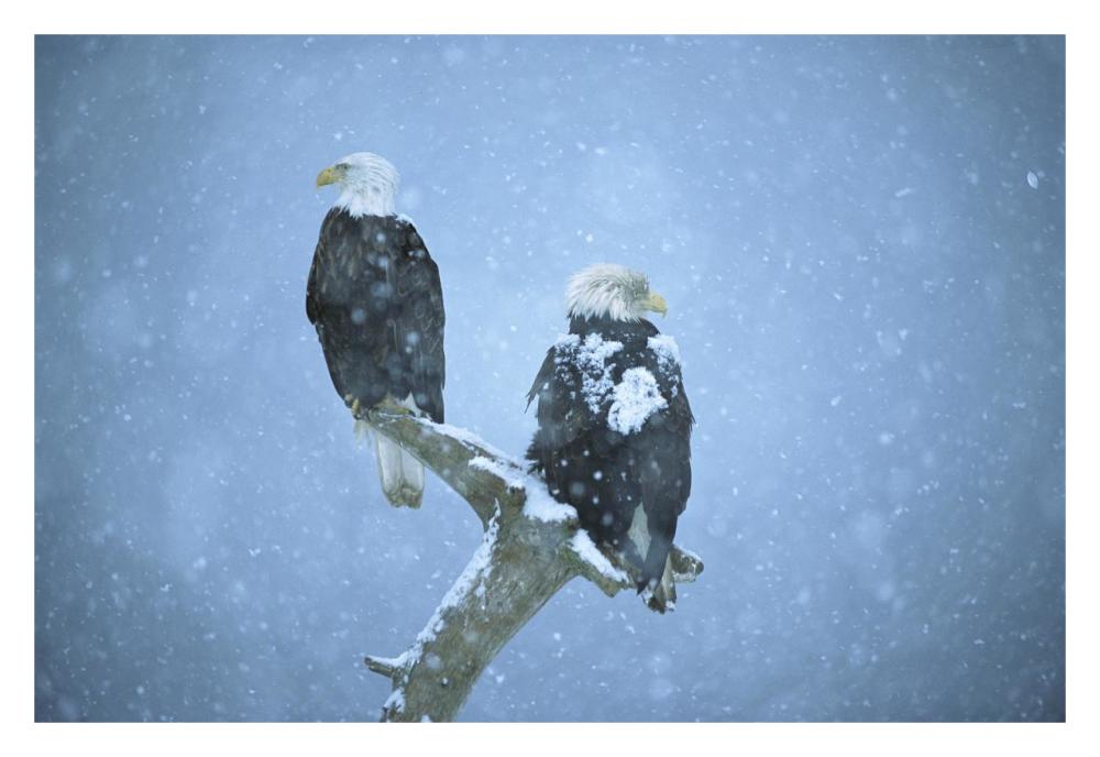 Bald Eagles perched on snag in snow, Kenai Peninsula, Alaska-Paper Art-32"x22"