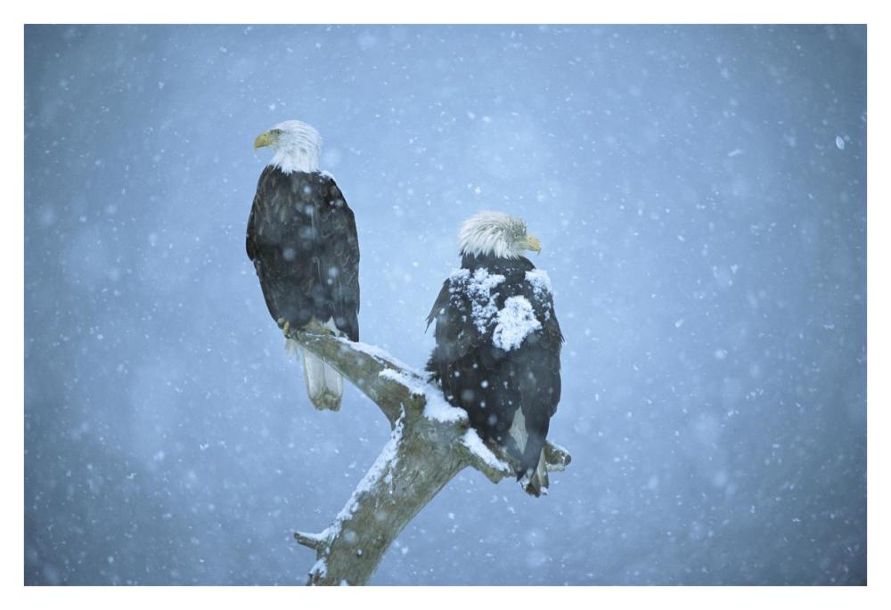 Bald Eagles perched on snag in snow, Kenai Peninsula, Alaska-Paper Art-38"x26"