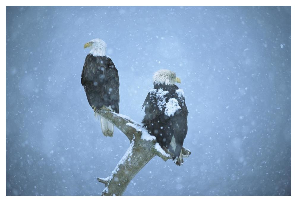 Bald Eagles perched on snag in snow, Kenai Peninsula, Alaska-Paper Art-50"x34"