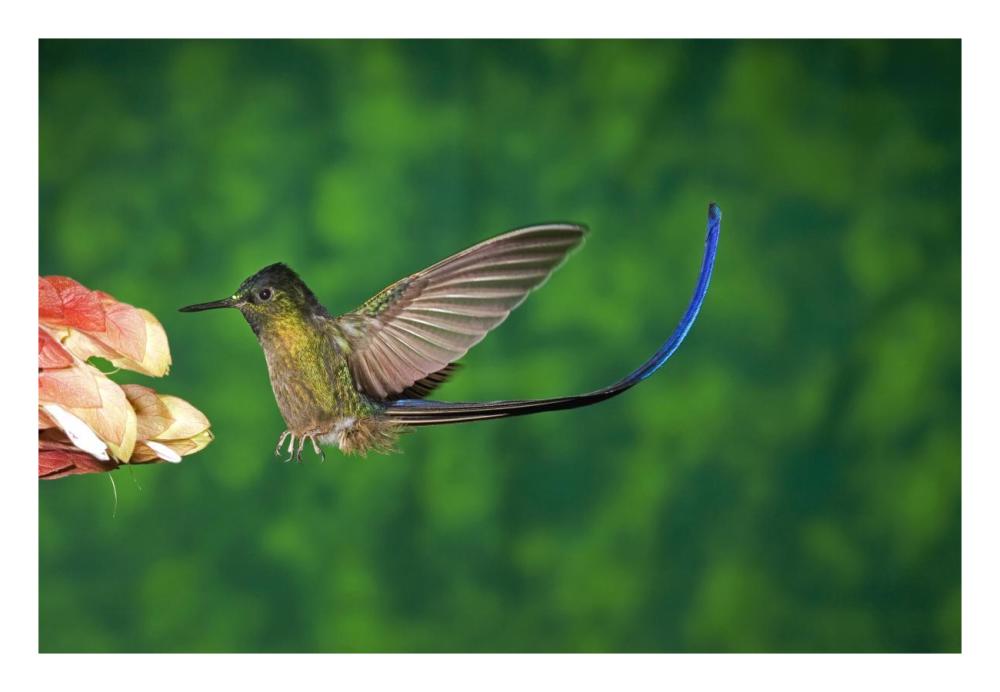 Violet-tailed Sylph hummingbird visiting flower, Andes, Ecuador-Paper Art-26"x18"