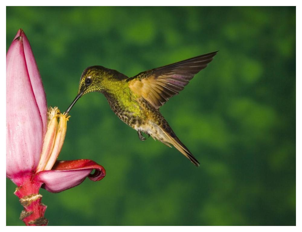 Buff-tailed Coronet hummingbird feeding on flower, Andes, Ecuador-Paper Art-50"x38"