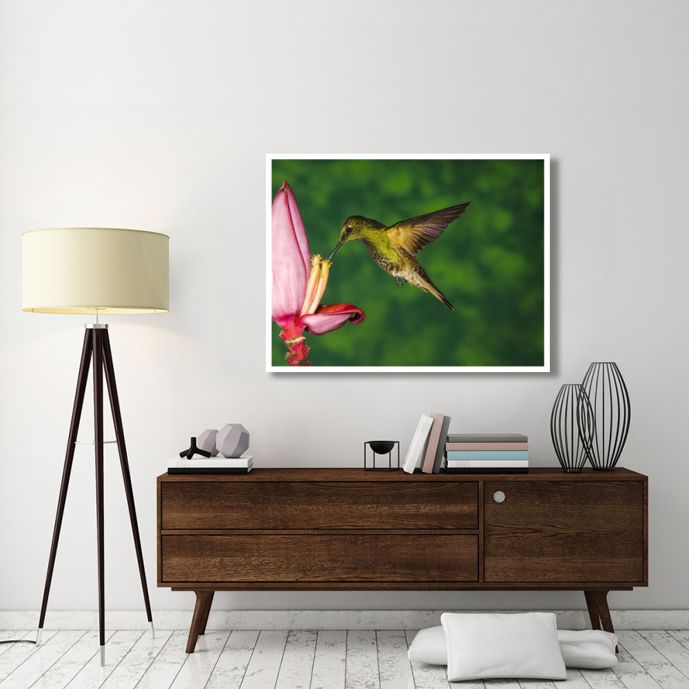 Buff-tailed Coronet hummingbird feeding on flower, Andes, Ecuador-Paper Art-50&quotx38"