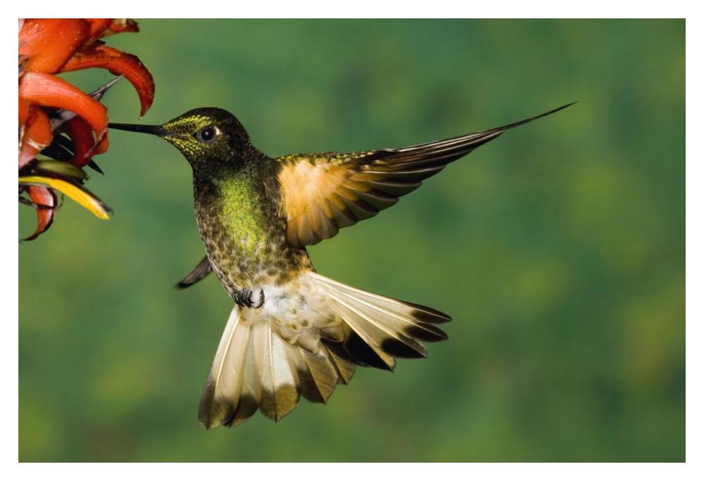 Buff-tailed Coronet hummingbird feeding on flower, Andes, Ecuador-Paper Art-20"x14"