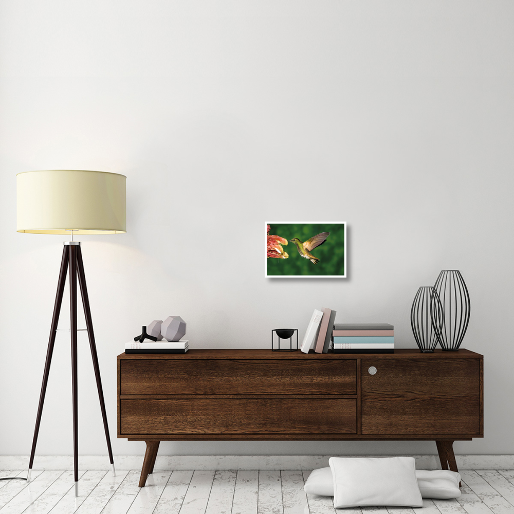Buff-tailed Coronet hummingbird feeding on flower, Andes, Ecuador-Paper Art-20&quotx14"