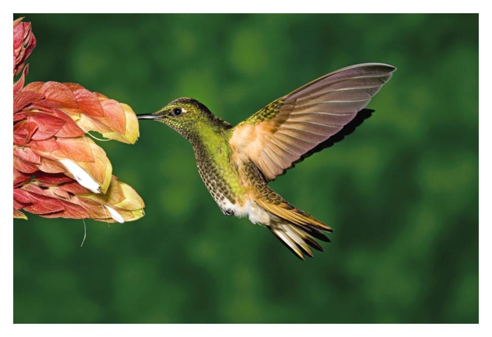 Buff-tailed Coronet hummingbird feeding on flower, Andes, Ecuador-Paper Art-38"x26"