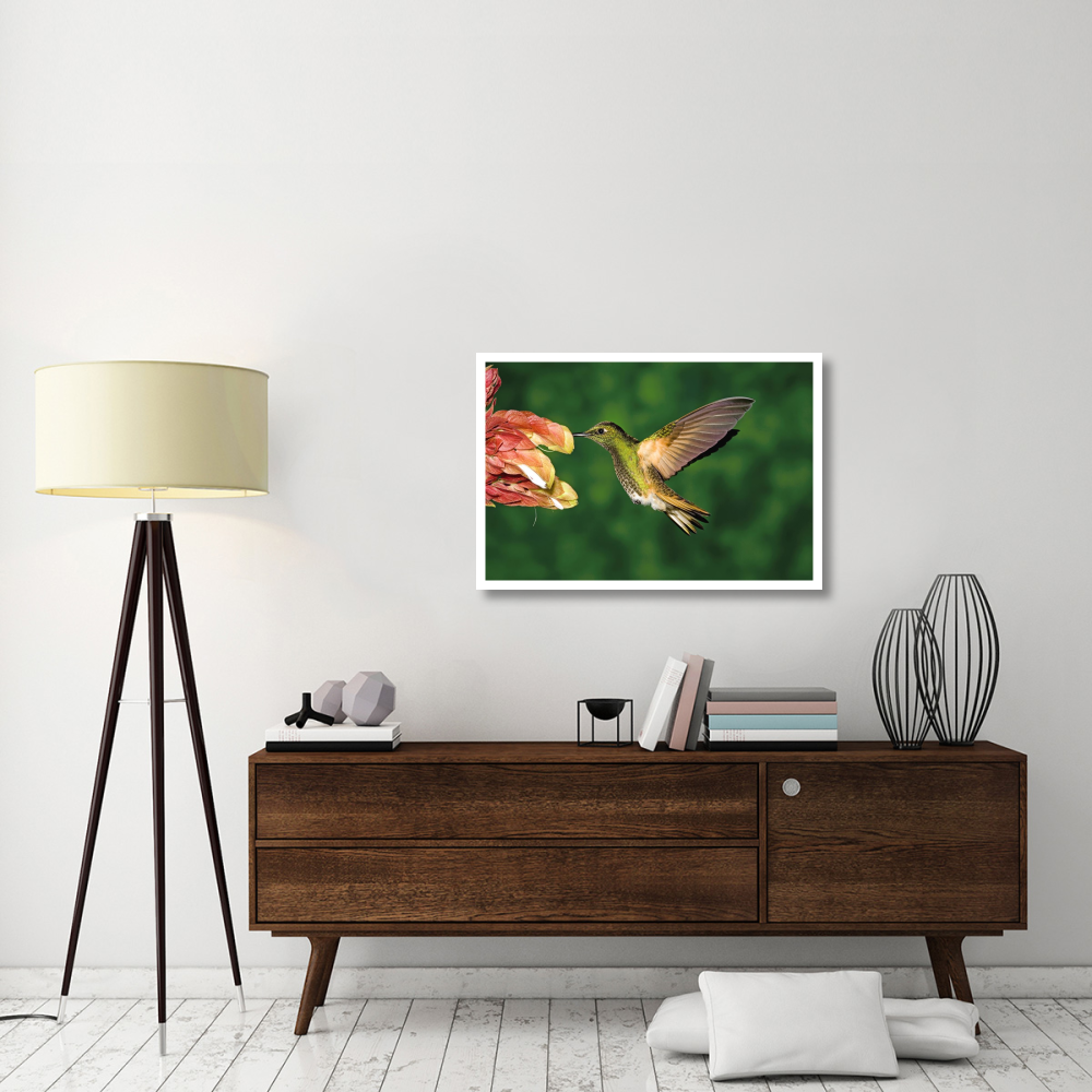 Buff-tailed Coronet hummingbird feeding on flower, Andes, Ecuador-Paper Art-38&quotx26"