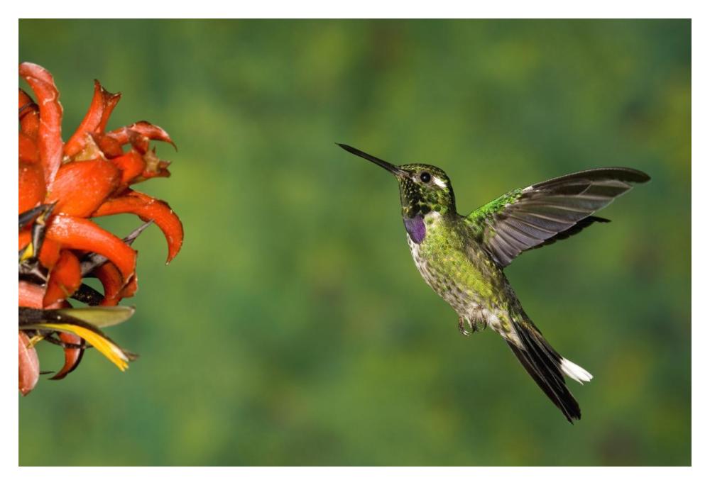 Purple-bibbed Whitetip hummingbird hovering near flower, Andes, Ecuador-Paper Art-20"x14"