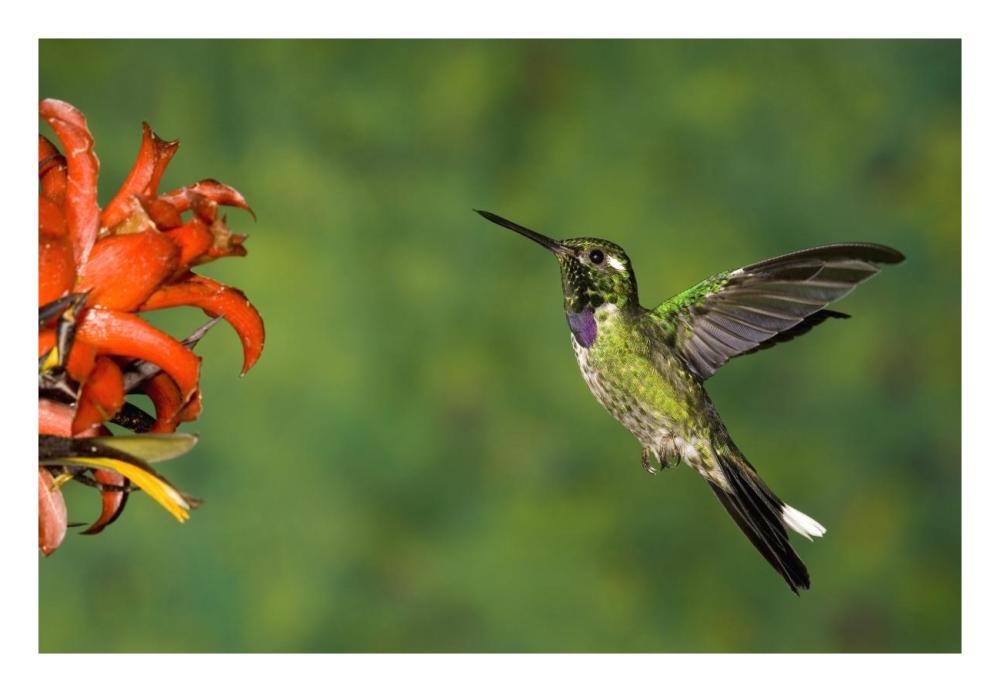 Purple-bibbed Whitetip hummingbird hovering near flower, Andes, Ecuador-Paper Art-26"x18"