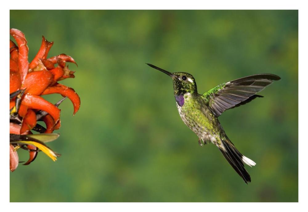 Purple-bibbed Whitetip hummingbird hovering near flower, Andes, Ecuador-Paper Art-32"x22"