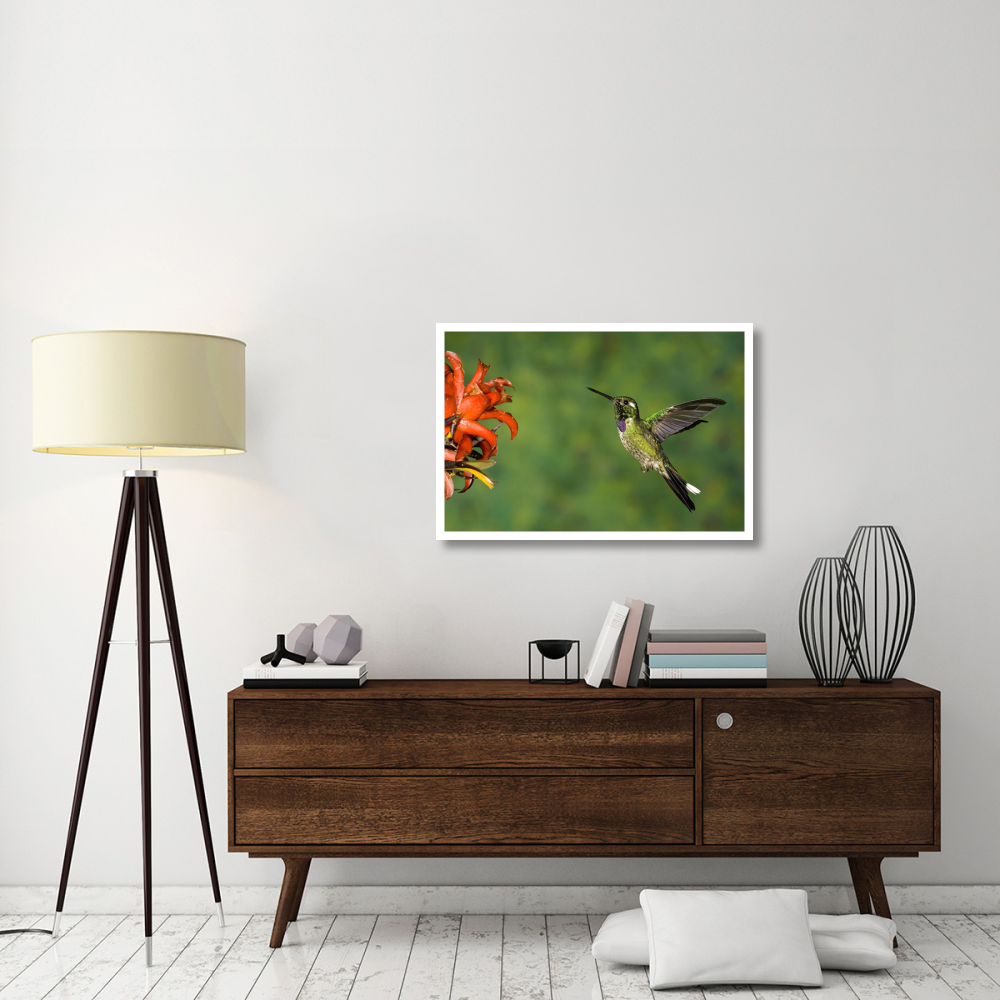 Purple-bibbed Whitetip hummingbird hovering near flower, Andes, Ecuador-Paper Art-38&quotx26"