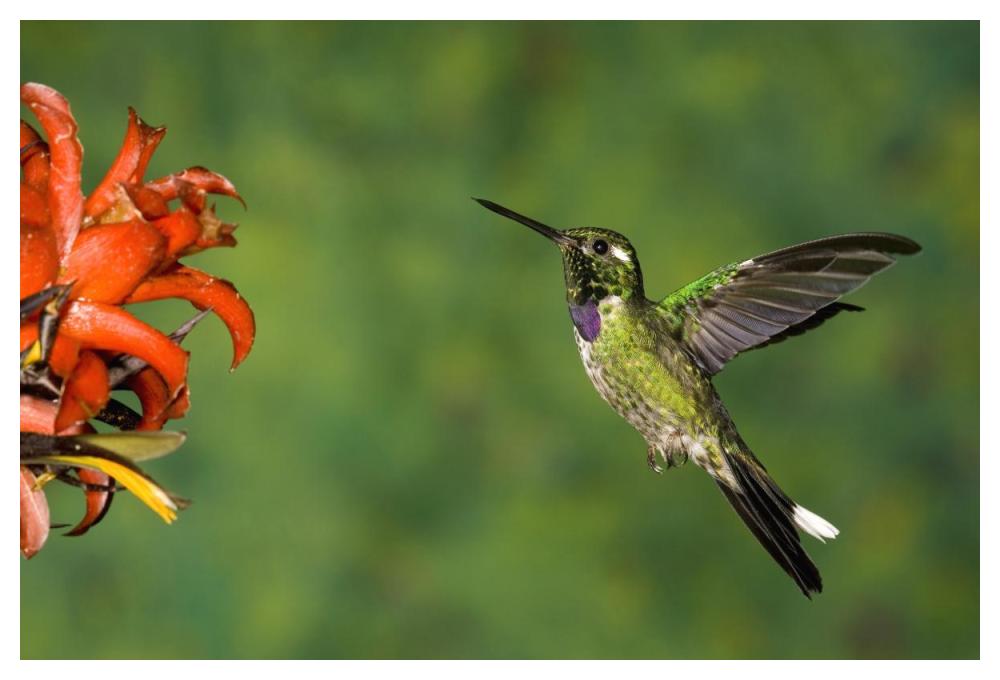 Purple-bibbed Whitetip hummingbird hovering near flower, Andes, Ecuador-Paper Art-50"x34"