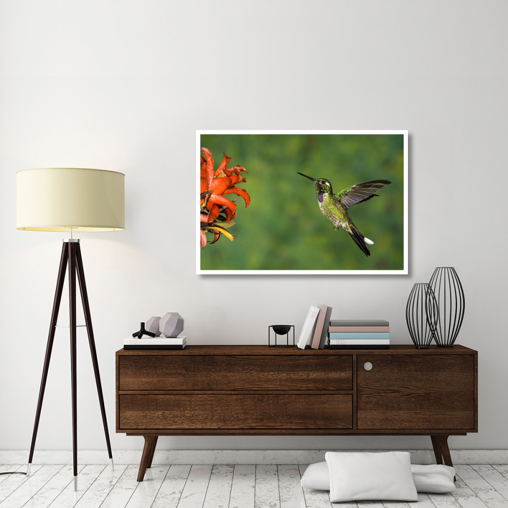 Purple-bibbed Whitetip hummingbird hovering near flower, Andes, Ecuador-Paper Art-50&quotx34"