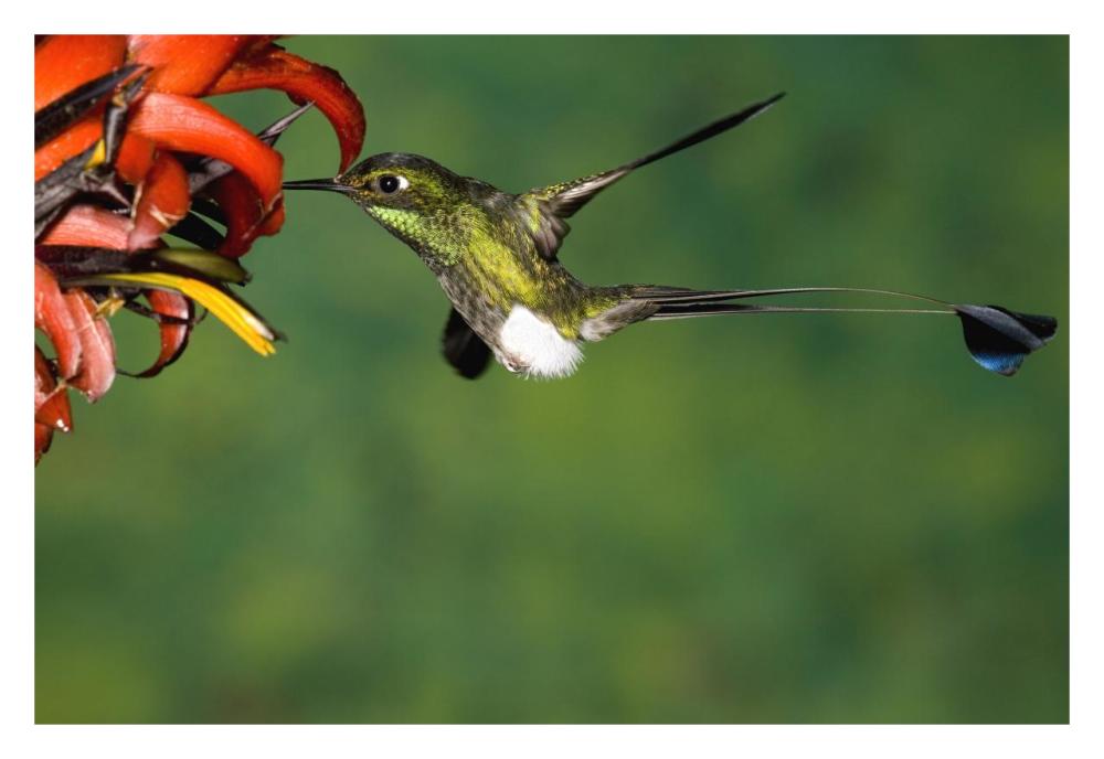 Booted Racket-tail hummingbird male feeding at flower, western slope of Andes, Ecuador-Paper Art-32"x22"