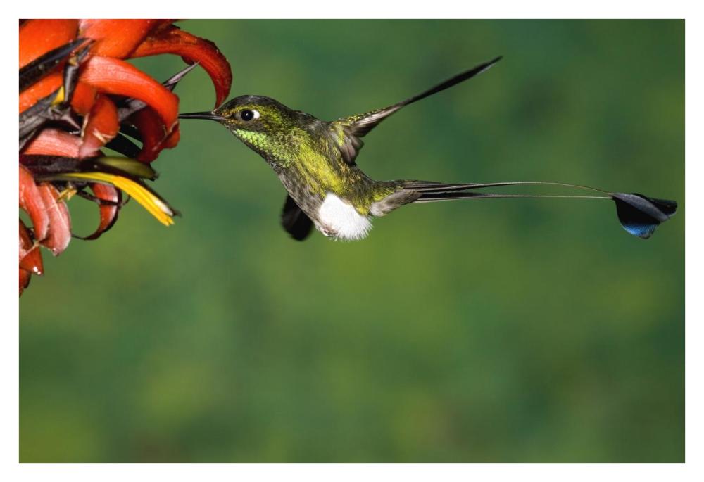Booted Racket-tail hummingbird male feeding at flower, western slope of Andes, Ecuador-Paper Art-38"x26"