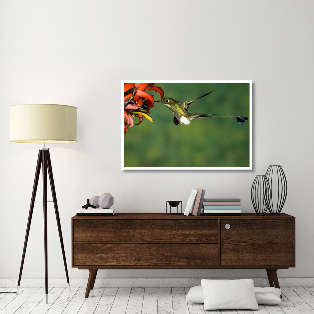 Booted Racket-tail hummingbird male feeding at flower, western slope of Andes, Ecuador-Paper Art-50&quotx34"