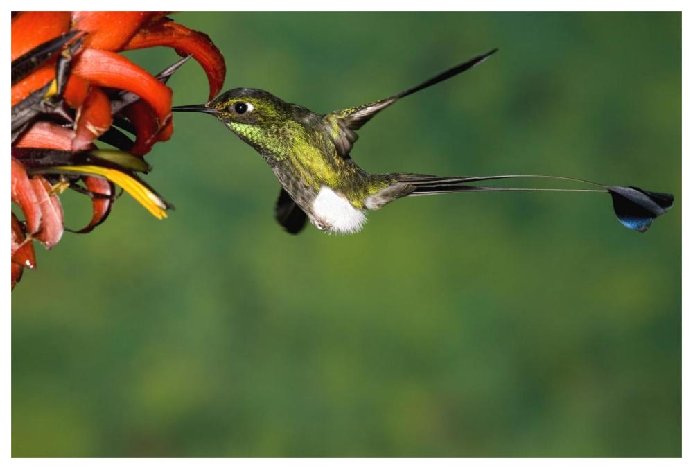 Booted Racket-tail hummingbird male feeding at flower, western slope of Andes, Ecuador-Paper Art-62"x42"