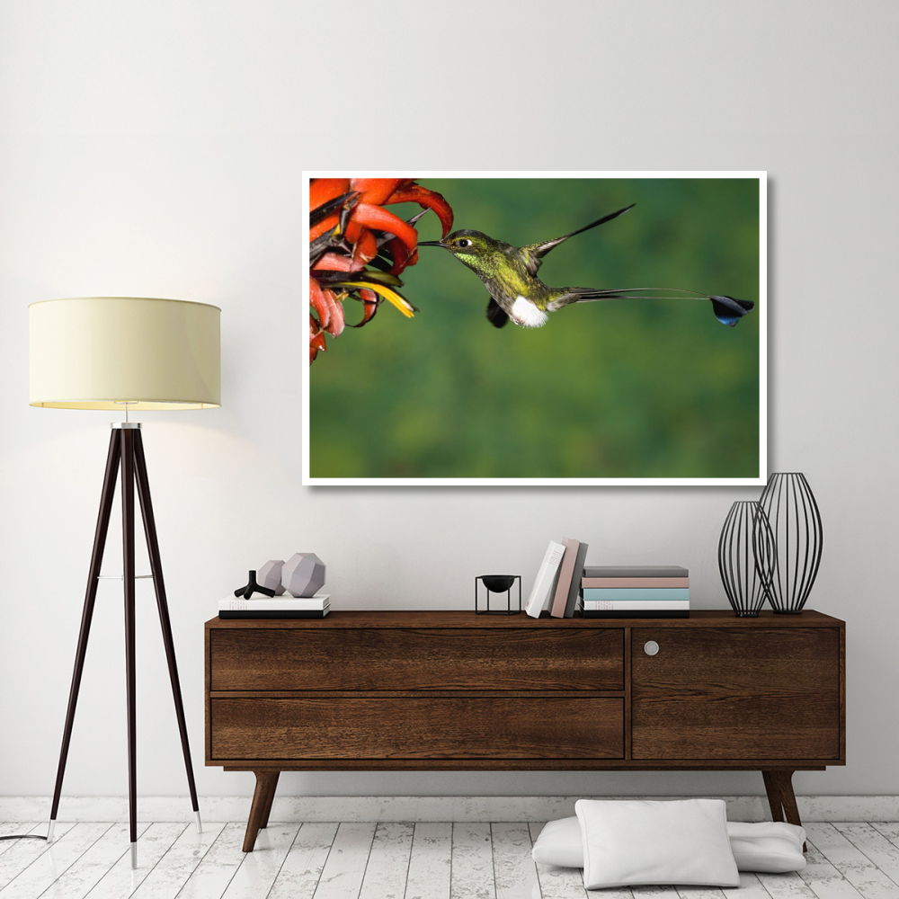 Booted Racket-tail hummingbird male feeding at flower, western slope of Andes, Ecuador-Paper Art-62&quotx42"
