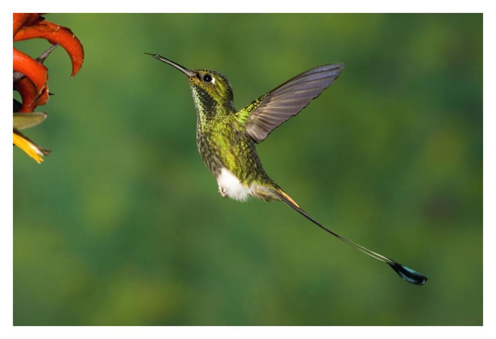 Booted Racket-tail hummingbird male hovering at flower, western slope of Andes, Ecuador-Paper Art-20"x14"