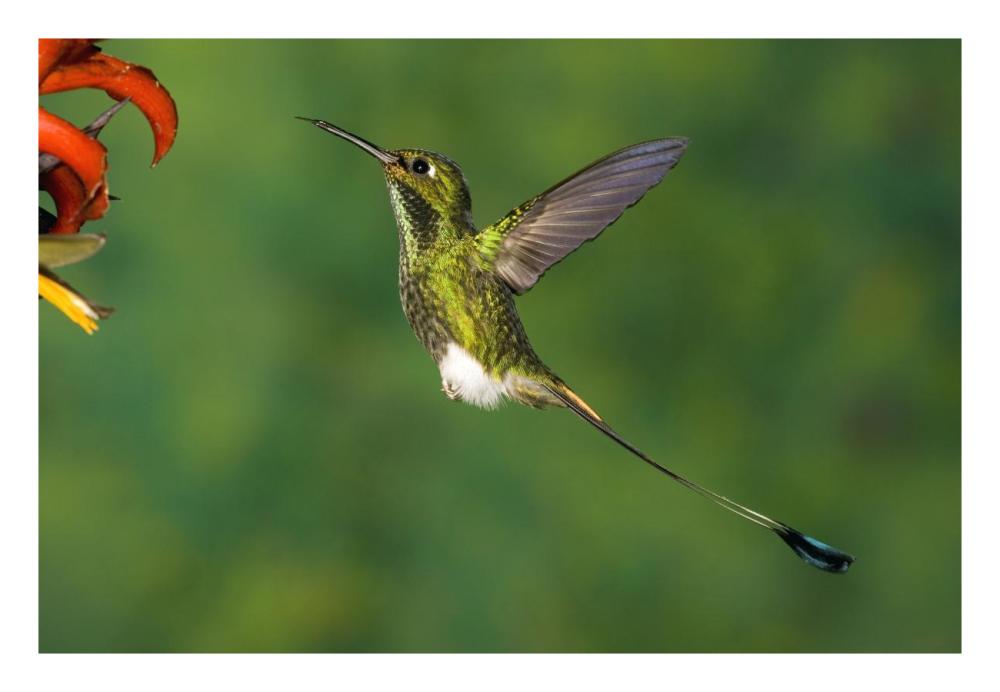 Booted Racket-tail hummingbird male hovering at flower, western slope of Andes, Ecuador-Paper Art-26"x18"