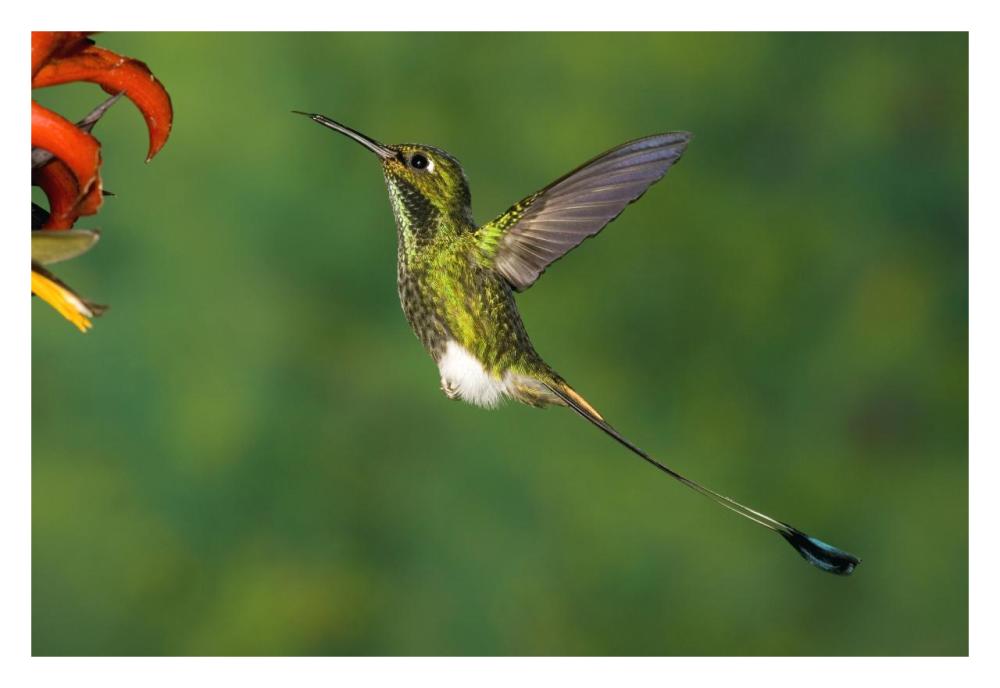Booted Racket-tail hummingbird male hovering at flower, western slope of Andes, Ecuador-Paper Art-32"x22"