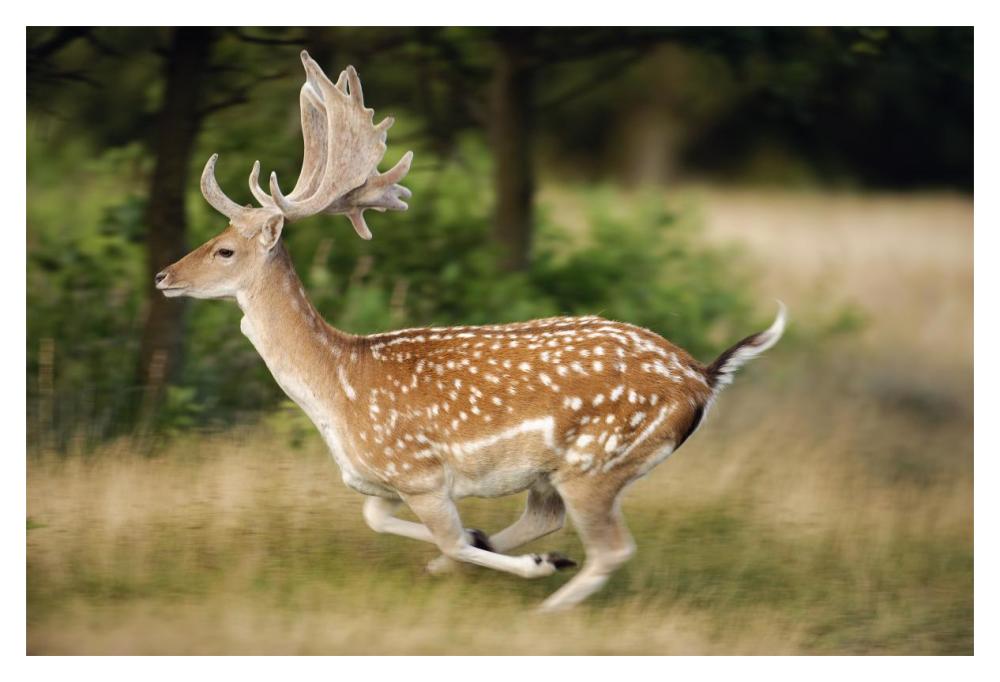 Fallow Deerbuck running, Walcheren Zeeland, Netherlands-Paper Art-20"x14"