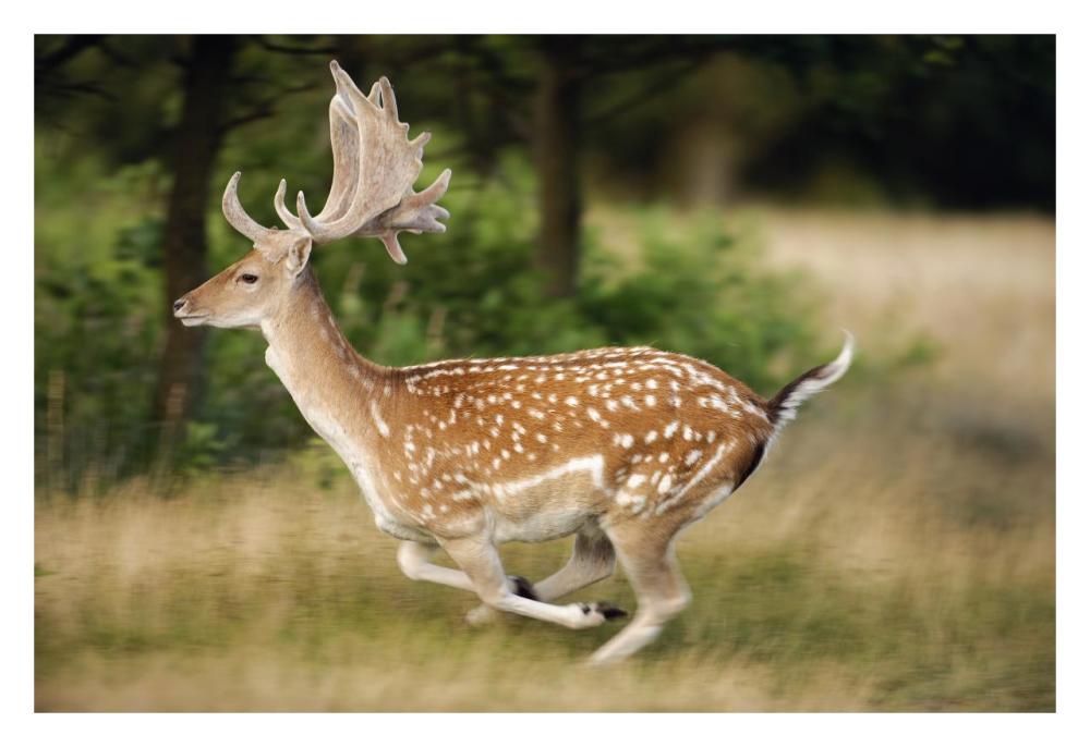 Fallow Deerbuck running, Walcheren Zeeland, Netherlands-Paper Art-32"x22"