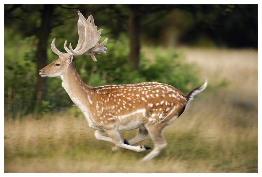 Fallow Deerbuck running, Walcheren Zeeland, Netherlands-Paper Art-62"x42"
