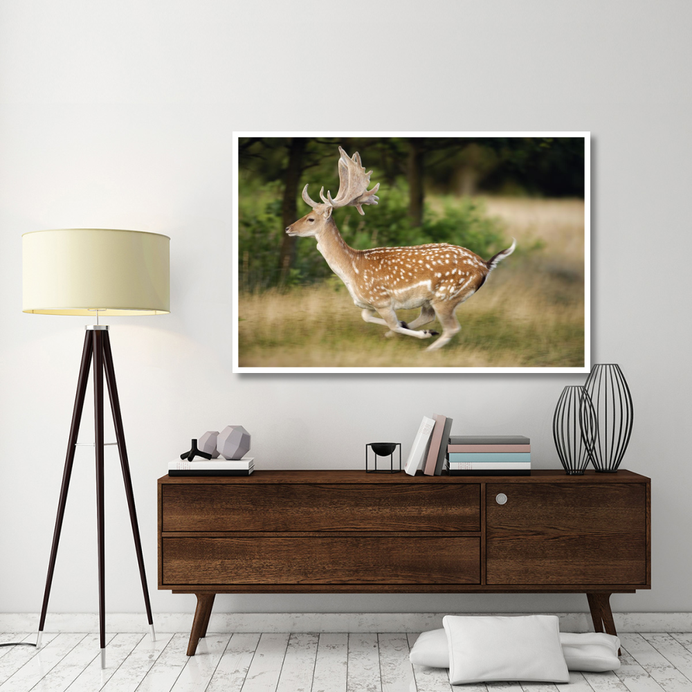 Fallow Deerbuck running, Walcheren Zeeland, Netherlands-Paper Art-62&quotx42"