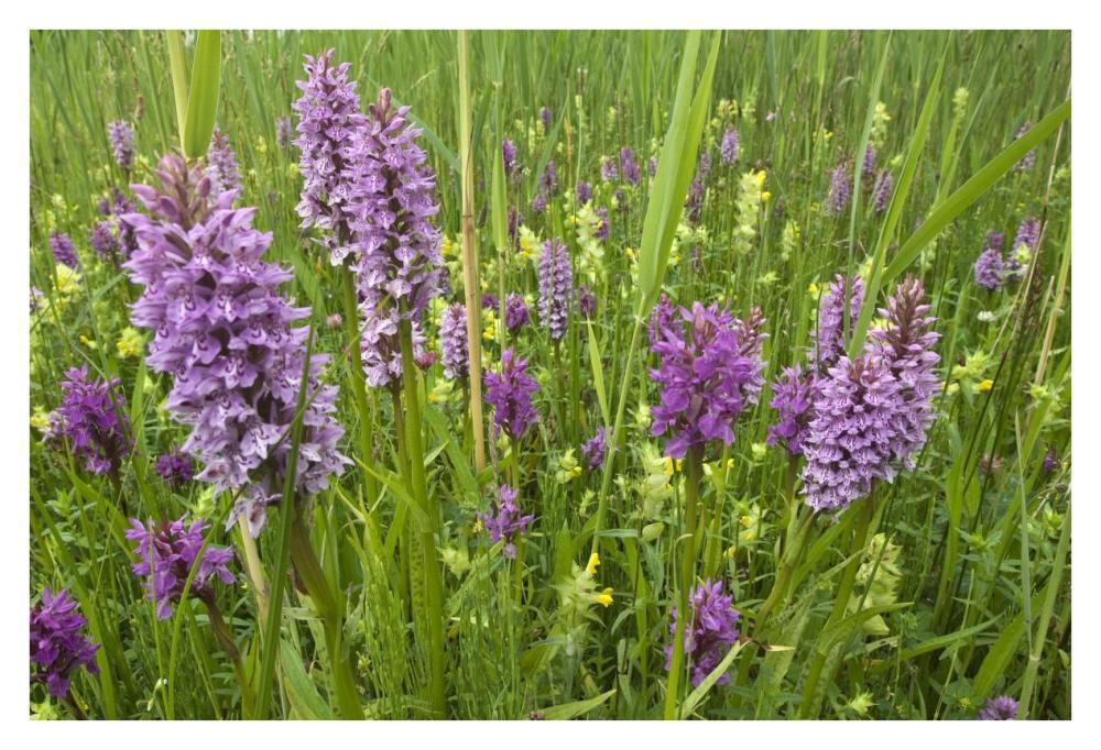 Broad-leaved Marsh Orchid flowering, Zeeland, Netherlands-Paper Art-38"x26"