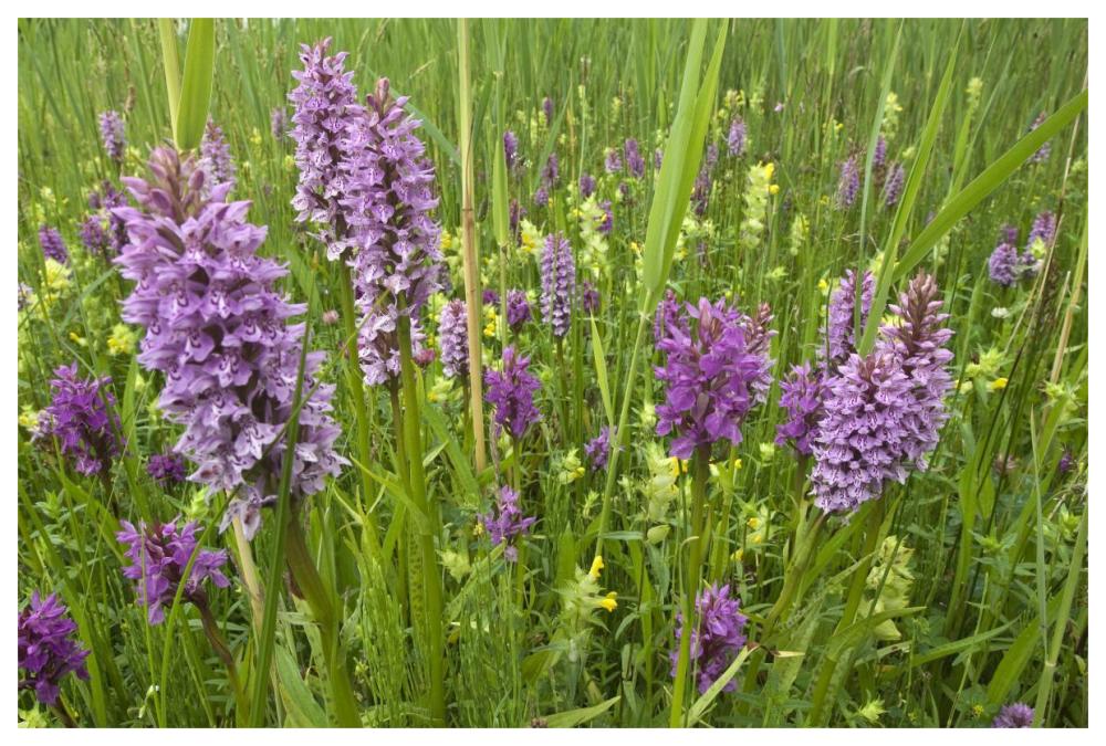 Broad-leaved Marsh Orchid flowering, Zeeland, Netherlands-Paper Art-62"x42"