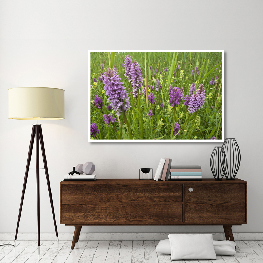 Broad-leaved Marsh Orchid flowering, Zeeland, Netherlands-Paper Art-62&quotx42"