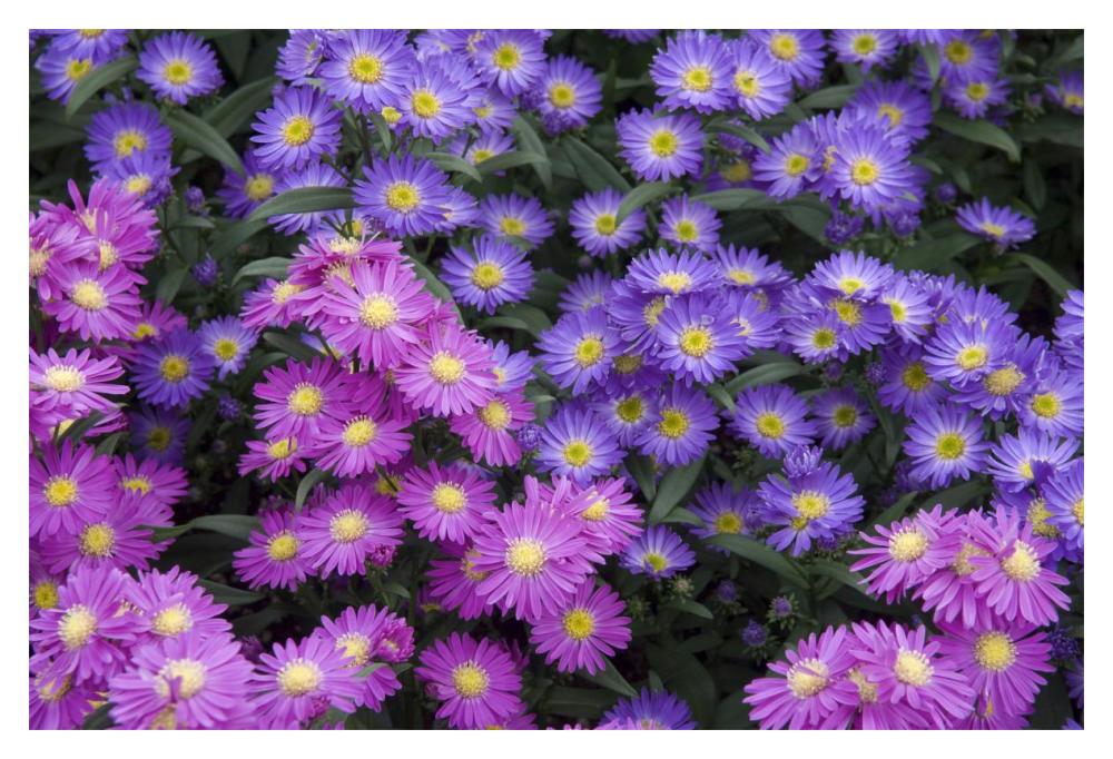 Aster flowers-Paper Art-20"x14"