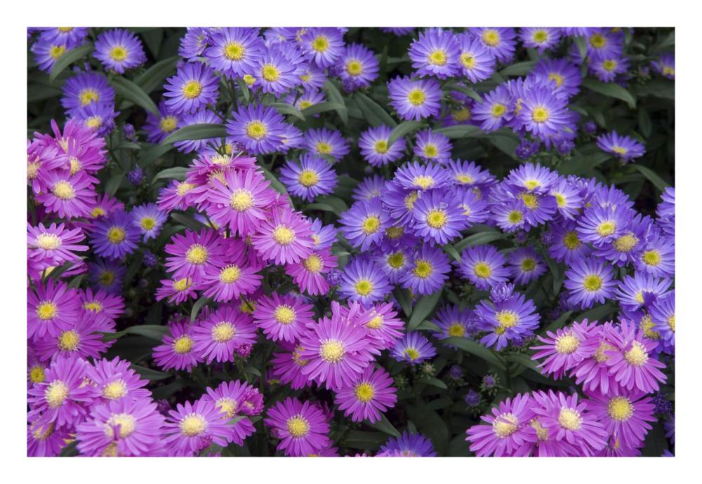 Aster flowers-Paper Art-26"x18"