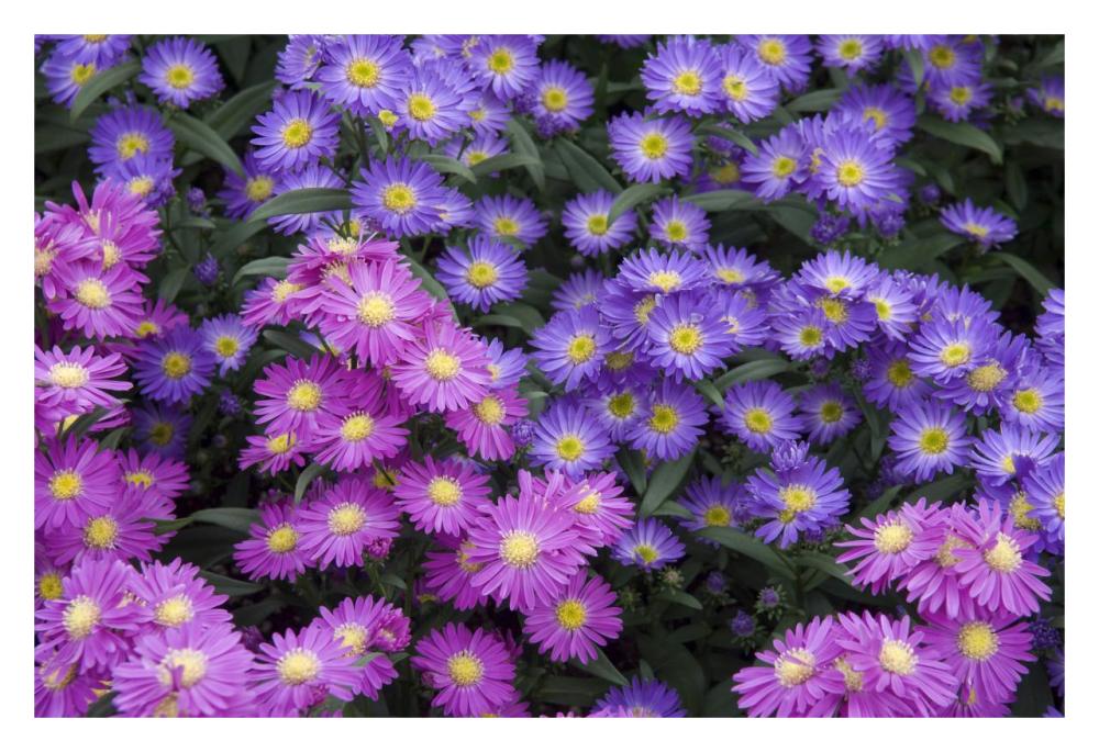 Aster flowers-Paper Art-32"x22"
