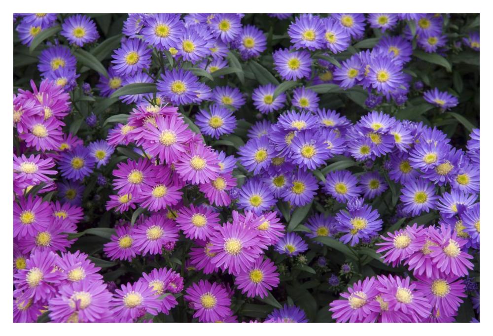 Aster flowers-Paper Art-38"x26"