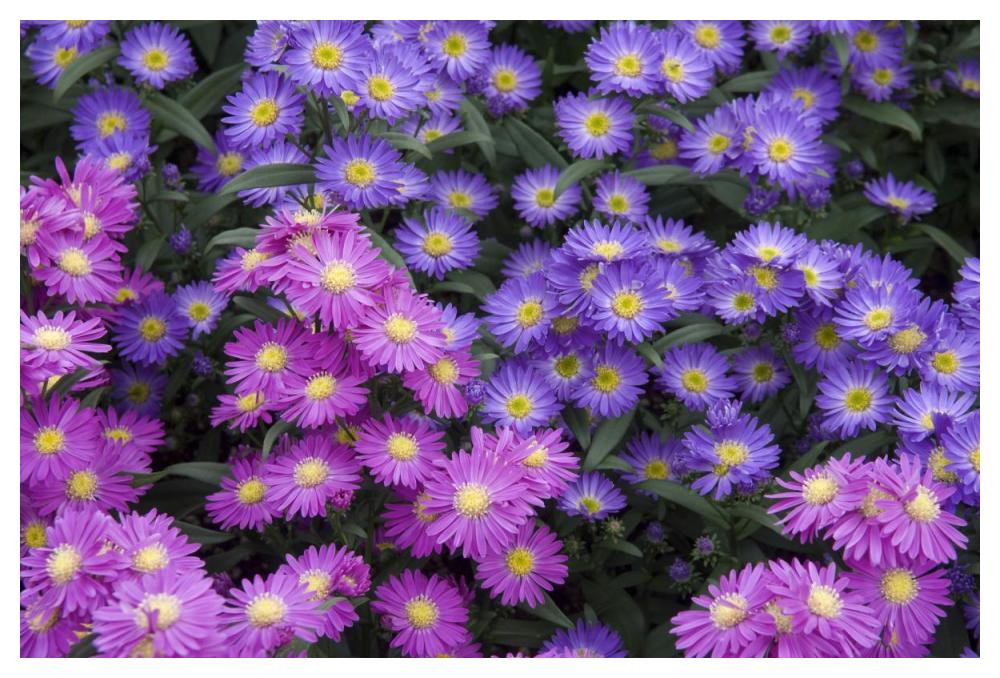 Aster flowers-Paper Art-50"x34"