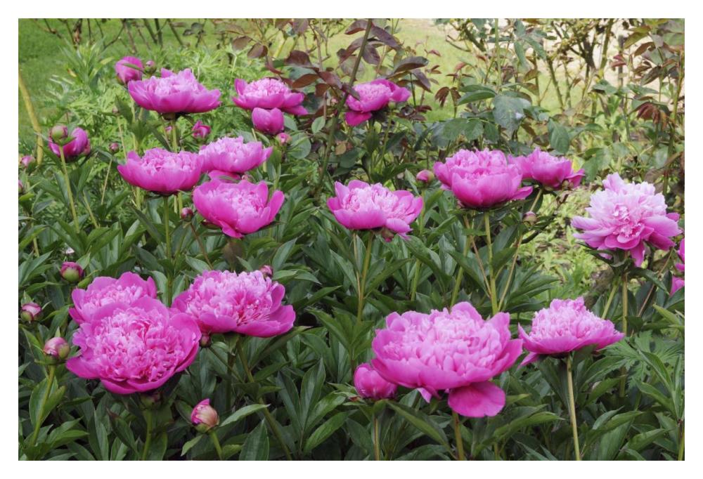 Peony flowers-Paper Art-20"x14"