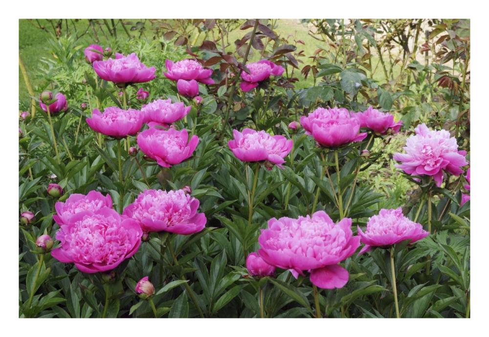 Peony flowers-Paper Art-26"x18"