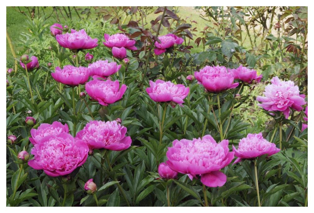 Peony flowers-Paper Art-50"x34"