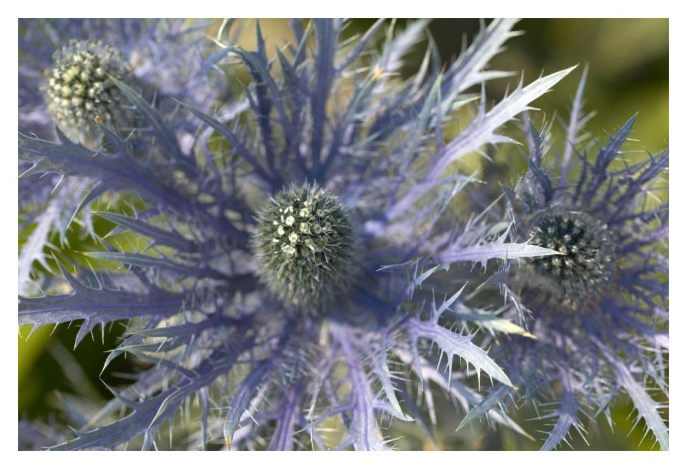 Eryngo flower-Paper Art-20"x14"