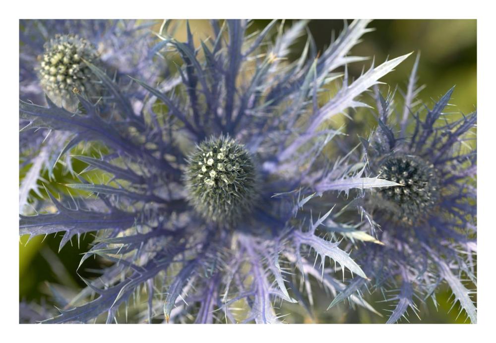 Eryngo flower-Paper Art-26"x18"